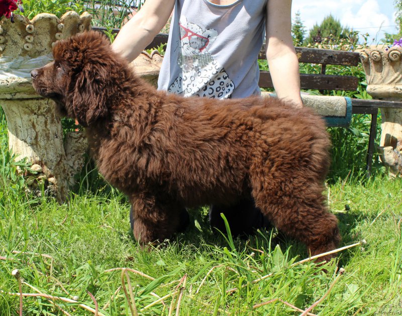 Фото: ньюфаундленд Браунблад МСК Дарли Ринна (Brownblood MSK Darley Rinna)