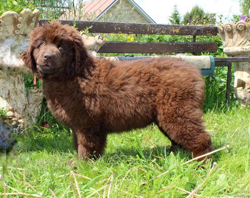 Фото: ньюфаундленд Браунблад МСК Дарли Ринна (Brownblood MSK Darley Rinna)