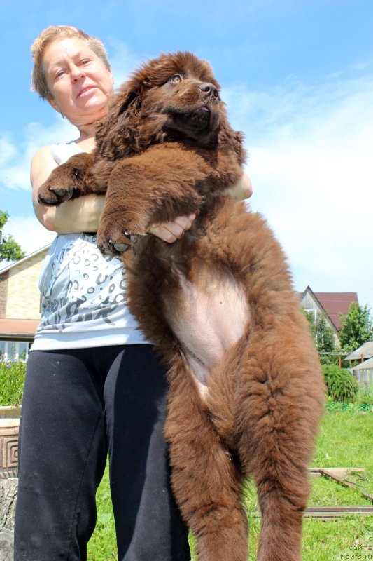 Фото: ньюфаундленд Браунблад МСК Дарли Ринна (Brownblood MSK Darley Rinna)