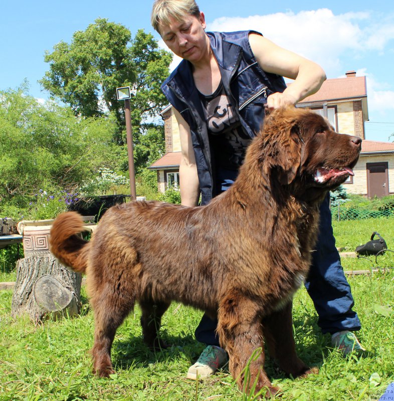 Фото: ньюфаундленд Браунблад МСК Ауди Рэд Лэсс (Brownblood MSK Audi Red Less)