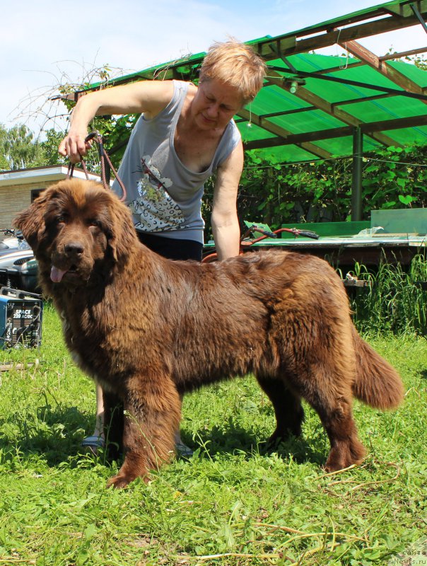 Фото: ньюфаундленд Браунблад МСК Ауди Рэд Лэсс (Brownblood MSK Audi Red Less)