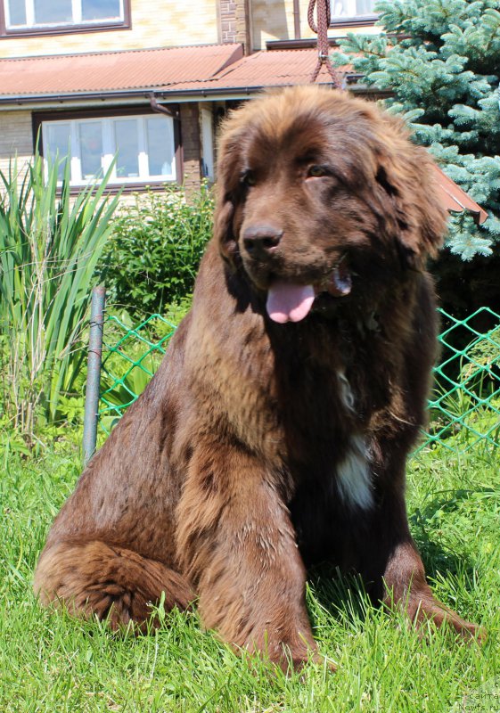 Фото: ньюфаундленд Браунблад МСК Ауди Рэд Лэсс (Brownblood MSK Audi Red Less)