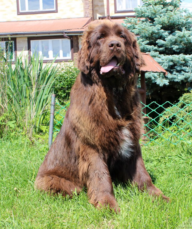Фото: ньюфаундленд Браунблад МСК Ауди Рэд Лэсс (Brownblood MSK Audi Red Less)