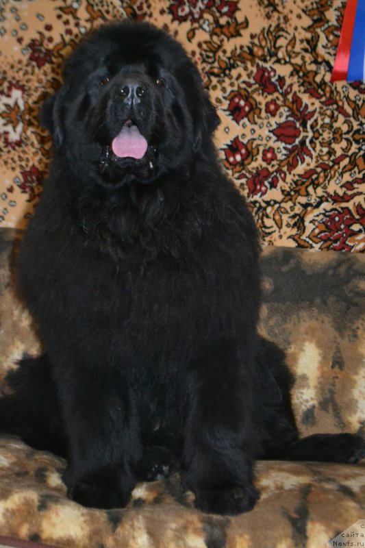 Фото: ньюфаундленд Акватория Келвин Шарлиз (Aquatoriya Kelvin Sharliz)