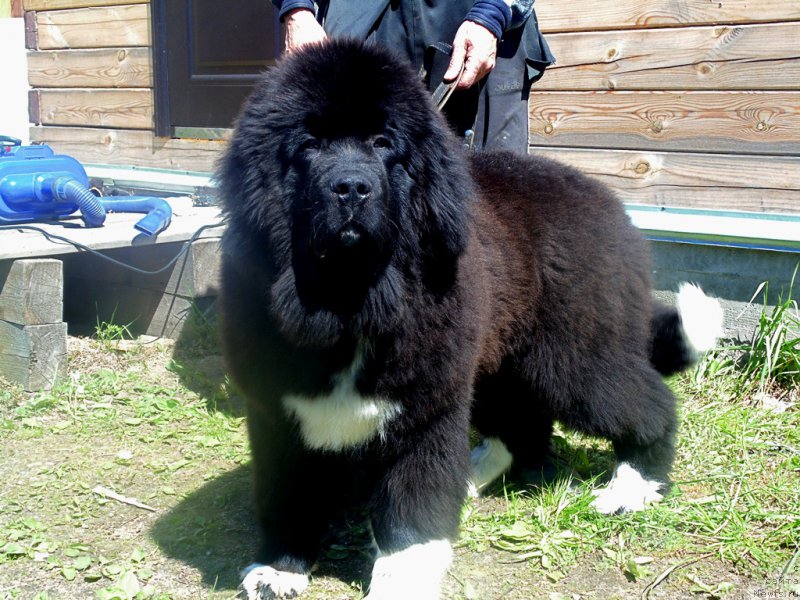 Фото: ньюфаундленд Супер Бизон Тадж-Махал