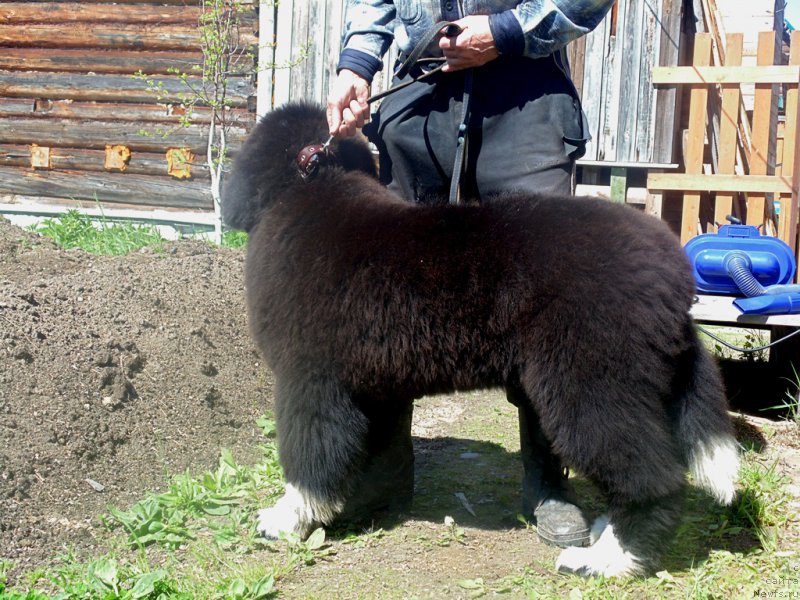 Фото: ньюфаундленд Супер Бизон Тадж-Махал