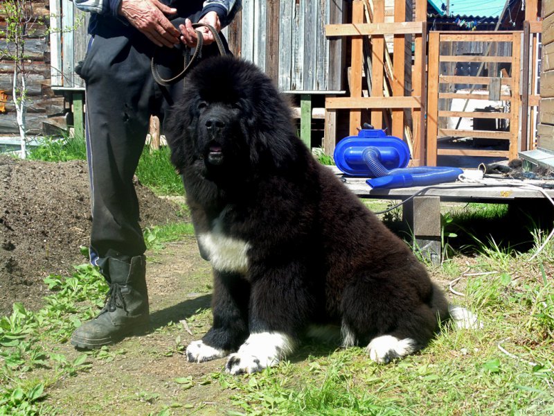 Фото: ньюфаундленд Супер Бизон Тадж-Махал