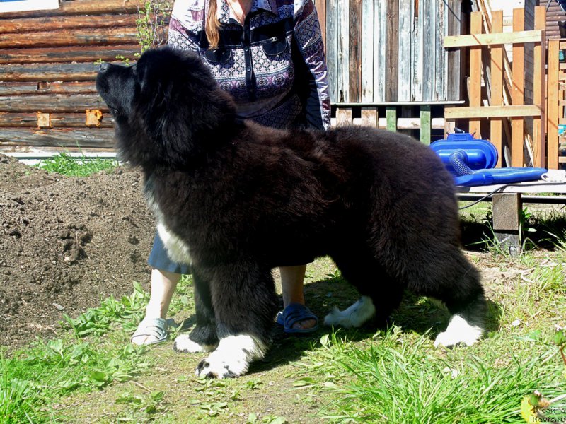 Фото: ньюфаундленд Супер Бизон Тадж-Махал