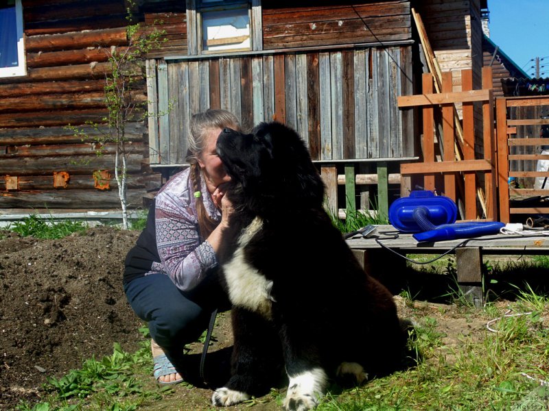 Фото: ньюфаундленд Супер Бизон Тадж-Махал