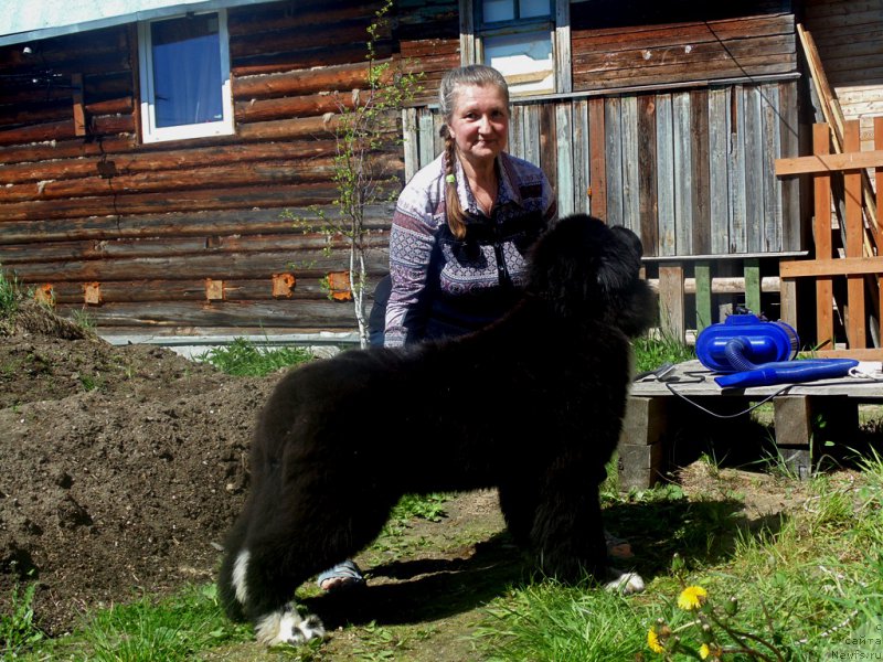 Фото: ньюфаундленд Супер Бизон Тадж-Махал