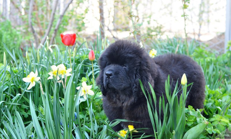 Фото: ньюфаундленд Ньюфорт Линдаль