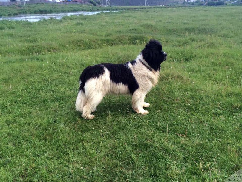 Фото: ньюфаундленд Аквиан Сонг Розмари (Akvian Song Rosemary)