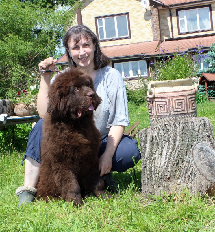 Фото: ньюфаундленд Браунблад  МСК Лион Лаби-Рони (Brownblood MSK Lyon Labi-Roni), Татьяна Гребенюк