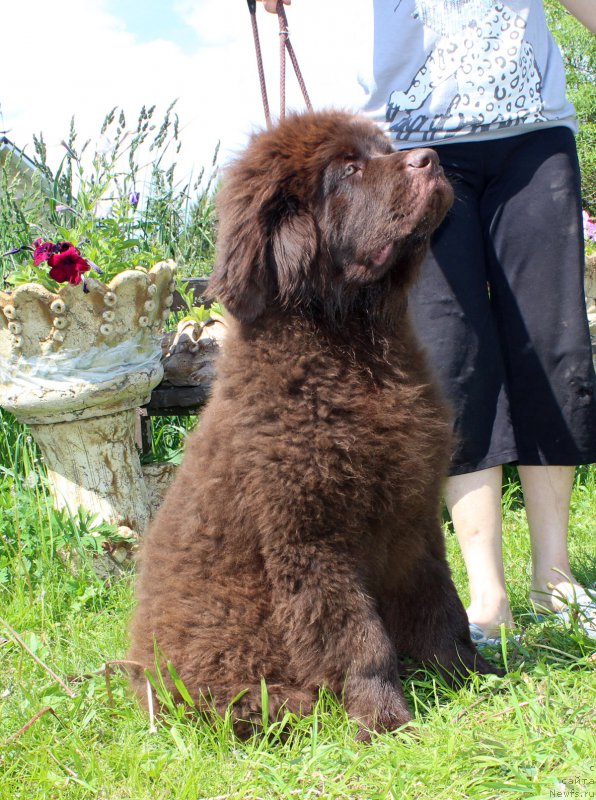 Фото: ньюфаундленд Браунблад  МСК Лион Лаби-Рони (Brownblood MSK Lyon Labi-Roni)