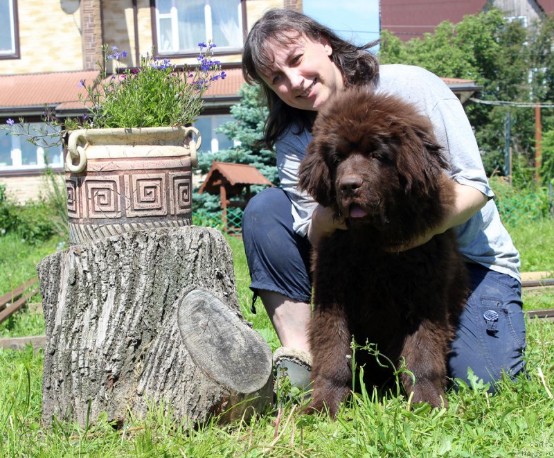 Фото: ньюфаундленд Браунблад  МСК Лион Лаби-Рони (Brownblood MSK Lyon Labi-Roni), Татьяна Гребенюк