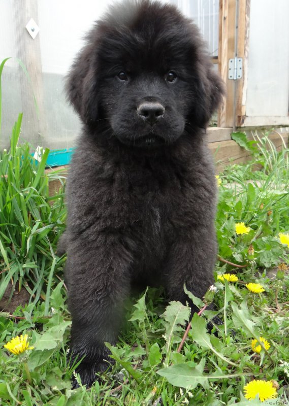 Фото: ньюфаундленд Бридж Овер Траблд Ривер (Bridge Over Troubled River), ньюфаундленд Дар Свезы Со Ит Шелл Би (Dar Svezy So it Shell Be)
