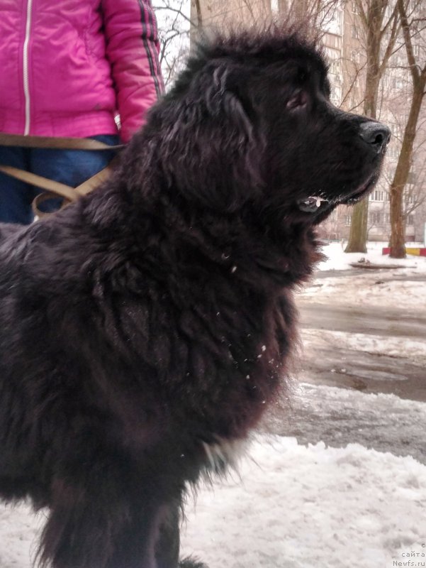 Фото: ньюфаундленд Velyke Malyatko Bravo Natalka
