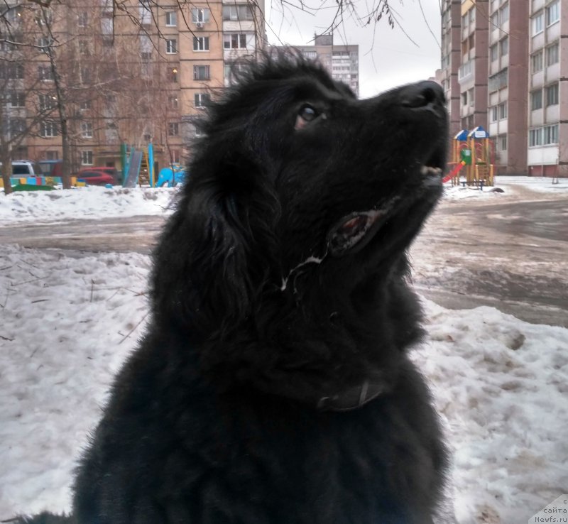 Фото: ньюфаундленд Velyke Malyatko Bravo Natalka