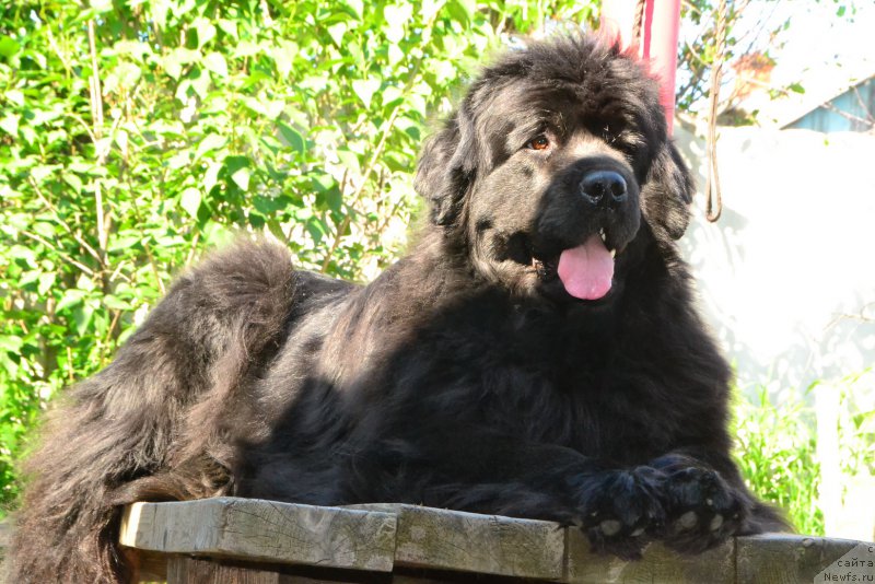 Фото: ньюфаундленд Талисман Моря Мишель