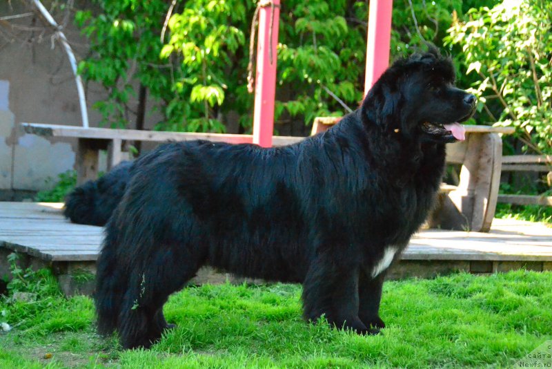 Фото: ньюфаундленд Талисман Моря Мишель