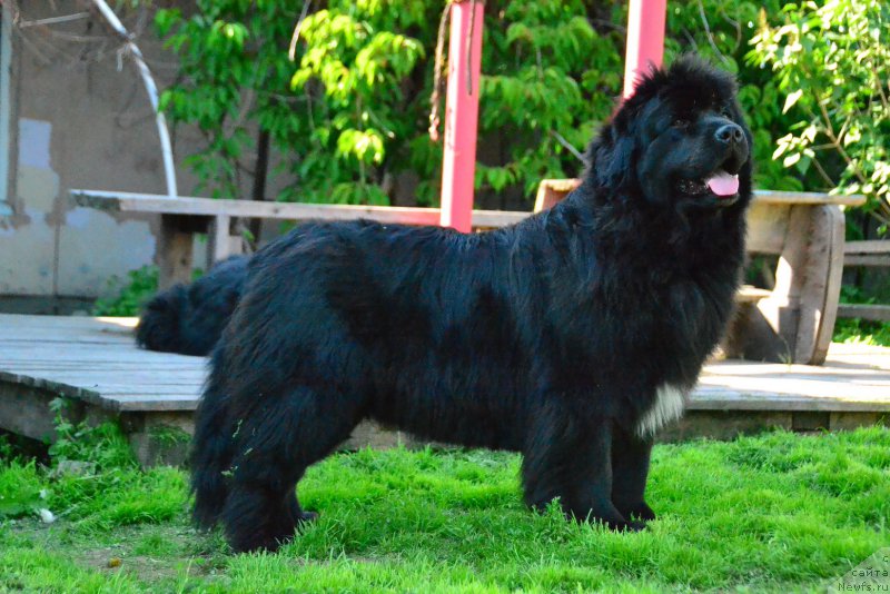 Фото: ньюфаундленд Талисман Моря Мишель