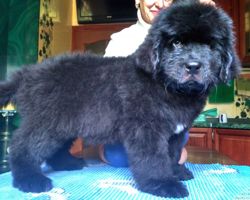 Фото: ньюфаундленд Velyke Malyatko Instynkt Ryativnyka