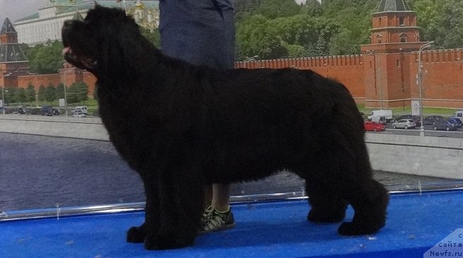 Фото: ньюфаундленд Ньюфорт Царица Ночи