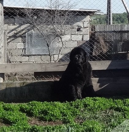 Фото: ньюфаундленд Ньюфорт Натали (Njufort Natali)