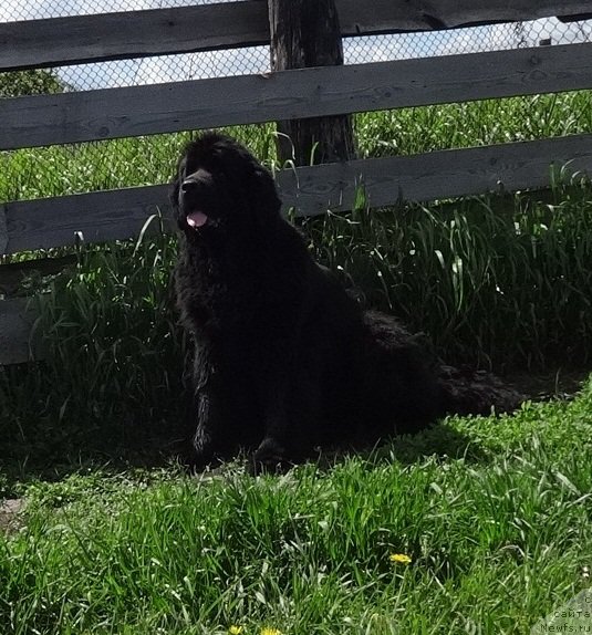 Фото: ньюфаундленд Ньюфорт Натали (Njufort Natali)