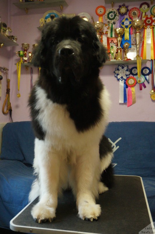 Фотография № 226261