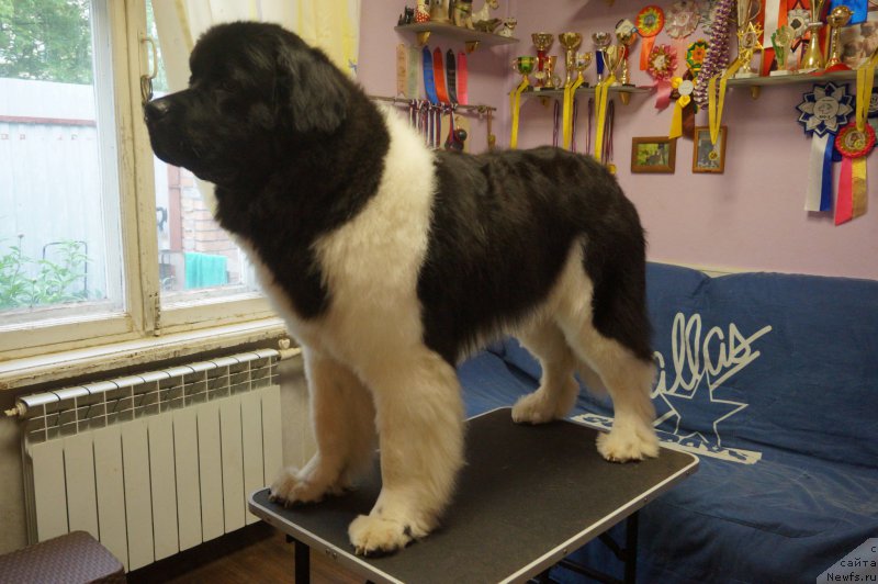 Фотография № 226262