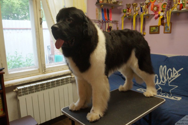 Фотография № 226263