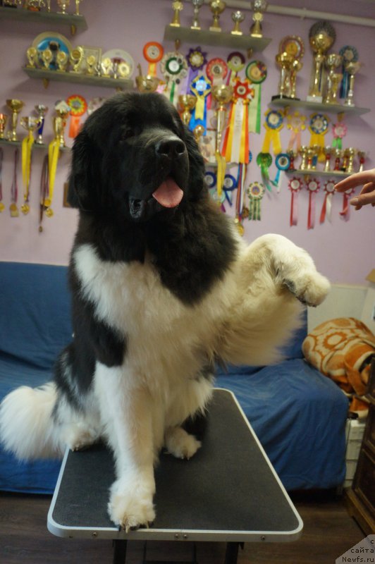 Фотография № 226264