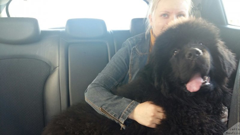 Фото: ньюфаундленд Империал Рашен Голд