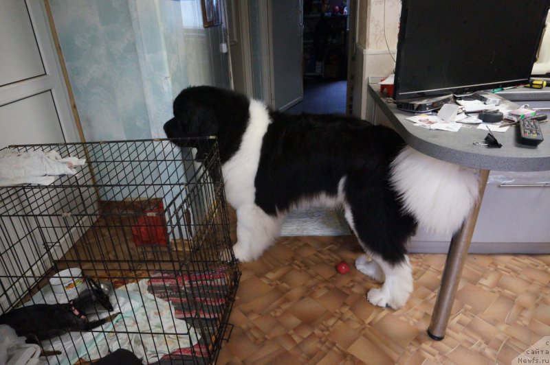 Фотография № 226268