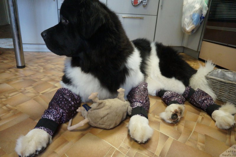 Фотография № 226269