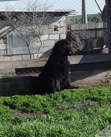 Фото: ньюфаундленд Ньюфорт Натали (Njufort Natali)