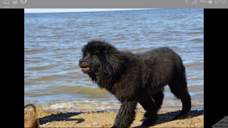 Фото: Ирина Хватышева, ньюфаундленд Белкондер-Клаб Перигей