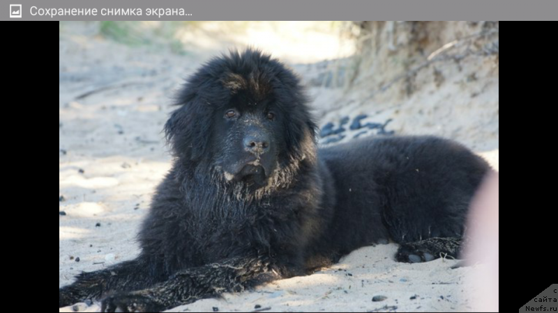 Фото: ньюфаундленд Белкондер-Клаб Перигей