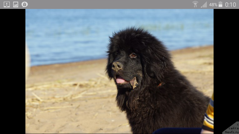 Фото: ньюфаундленд Белкондер-Клаб Перигей