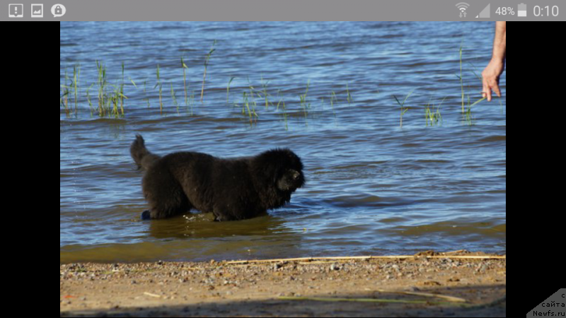 Фото: ньюфаундленд Белкондер-Клаб Перигей