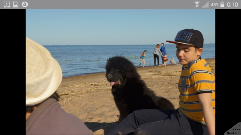 Фото: ньюфаундленд Белкондер-Клаб Перигей