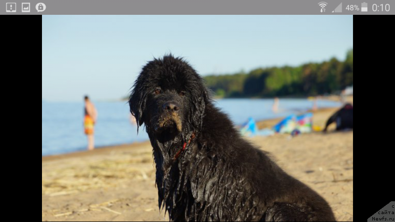 Фото: ньюфаундленд Белкондер-Клаб Перигей