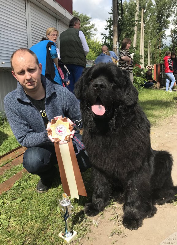 Фото: ньюфаундленд Чарльз Балу Блек Биар