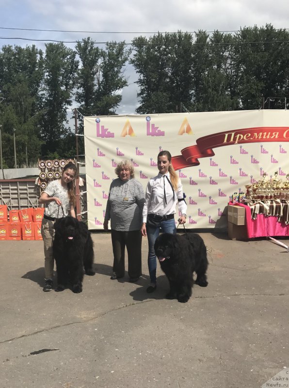 Фото: ньюфаундленд Чарльз Балу Блек Биар, ньюфаундленд Династик Брэнч Яндекс Хапинесс (Dynastic Branch Yandex Hapiness)