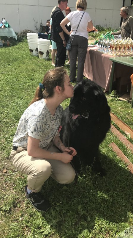 Фото: Мария Шмелева, ньюфаундленд Чарльз Балу Блек Биар
