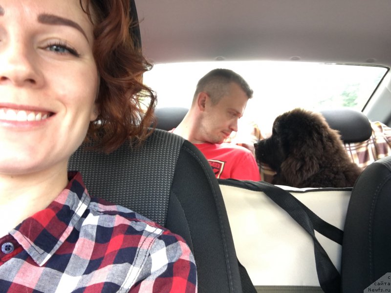 Фото: ньюфаундленд Браунблад MCК Лави Нэман (Brownblood MSK Lavy Neman), Александра Васина