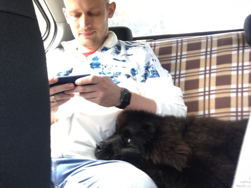 Фото: ньюфаундленд Браунблад MCК Лави Нэман (Brownblood MSK Lavy Neman)