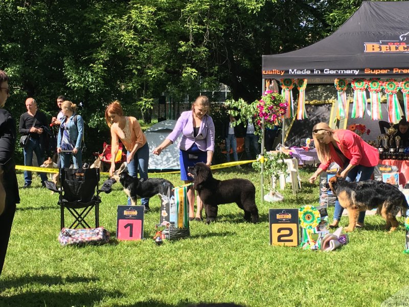 Фото: ньюфаундленд Браунблад MCК Лави Нэман (Brownblood MSK Lavy Neman)