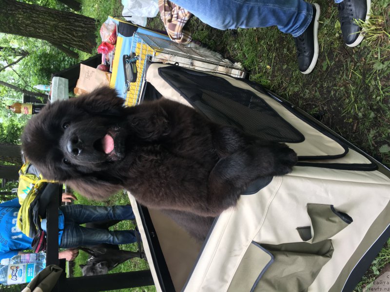 Фото: ньюфаундленд Браунблад MCК Лави Нэман (Brownblood MSK Lavy Neman)